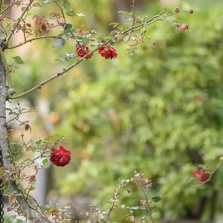 Hotiday Collection - 4* 라팔로