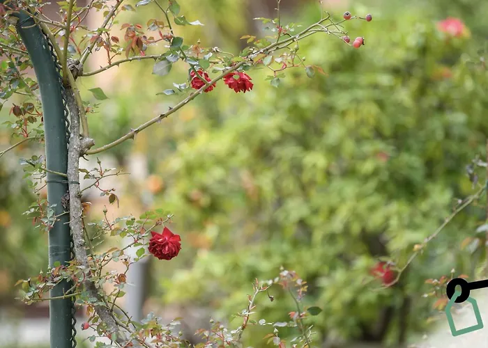 Hotiday Collection - 4* Ραπάλο